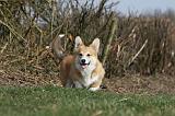 CORGI PEMBROKE 822